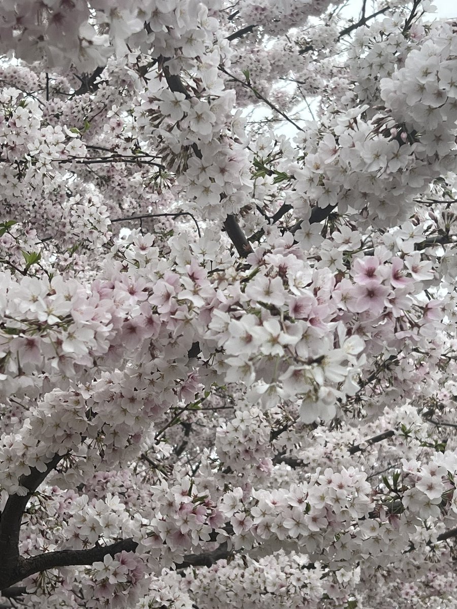 The cherry blossoms in #WDC are breathtakingly beautiful.  If you have not seen them, do yourself a favor.  #flowers #cherryblossomfestival