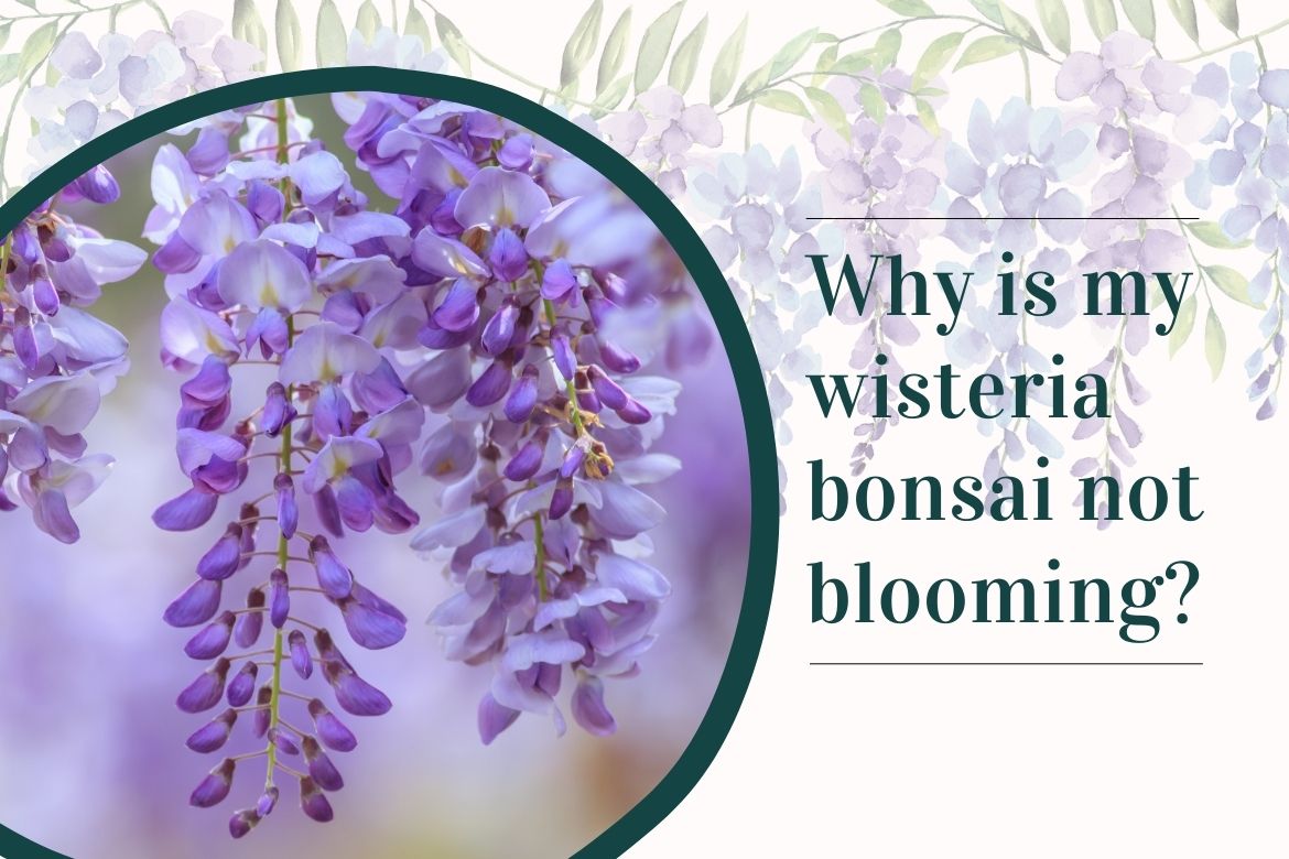 AgroTexGlobal's tweet photo. Why is my wisteria bonsai not blooming? 
 
https://t.co/dc0Z9Rscpl
 
#agriculture #agriculturenews #agrinews #agronews #farming #agricultureworld #agrilife #fruit #vegetable #agritech #Krishinews #farmer #producetrade #producenews https://t.co/fe8PcZJUIp
