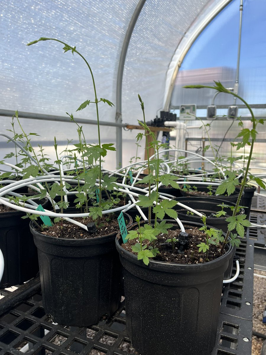 Alyssa Counce (@alyamanita) on Twitter photo Everywhere you look, UT Hops! It’s getting close to planting time and we couldn’t be more excited! #UTHopyard <a href="/UTSpecialtyCrop/">UTIA Specialty Crops Program</a> <a href="/UTAgronomy/">Mitchell Richmond</a> Everywhere you look, UT Hops! It’s getting close to planting time and we couldn’t be more excited! #UTHopyard <a href="/UTSpecialtyCrop/">UTIA Specialty Crops Program</a> <a href="/UTAgronomy/">Mitchell Richmond</a>