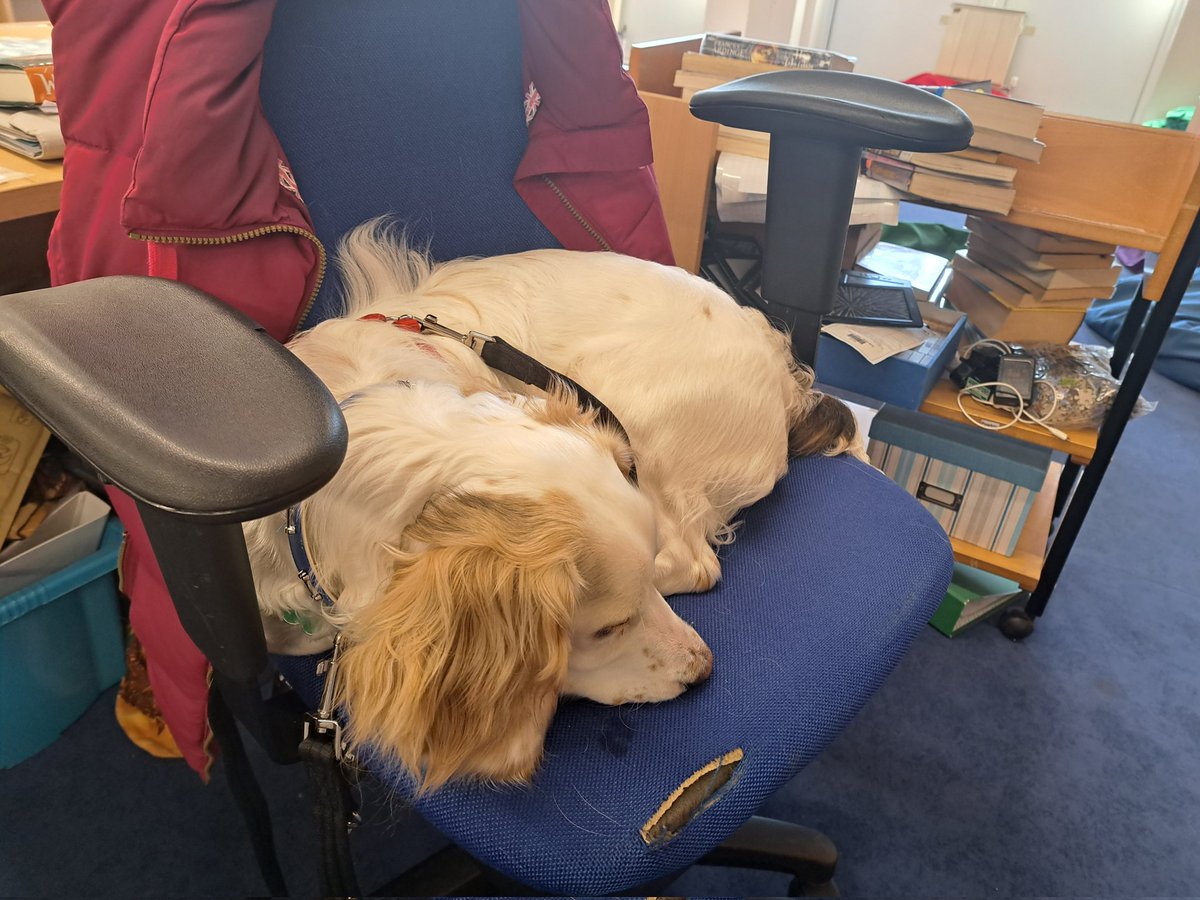 CbgMendip's tweet photo. My library colleague has claimed the only wheelie chair today... I got banished to the plastic monstrosity instead... #librarydog #therapydogintraining #dogsinschools https://t.co/RyFxT7z4FN