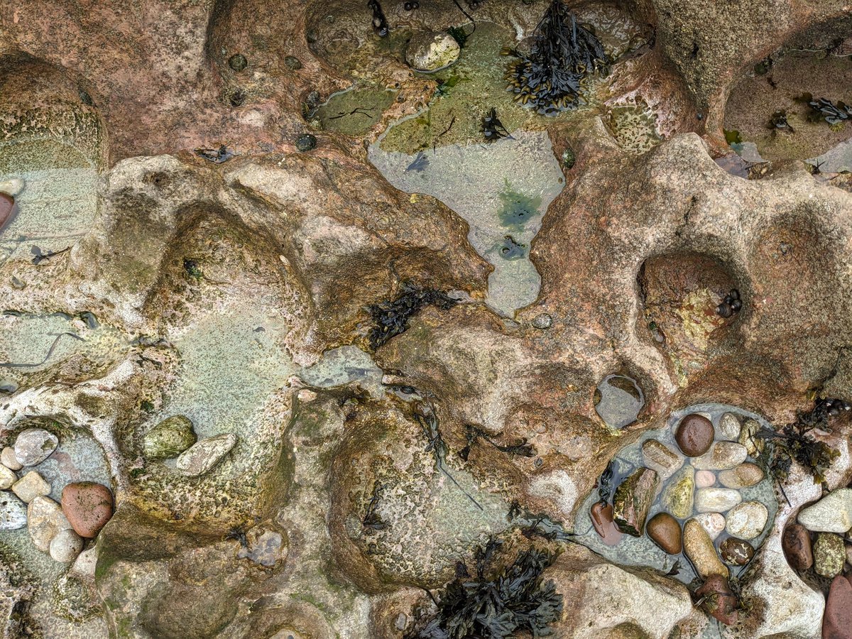 TorlandsA's tweet photo. 📸 What do you like to take pictures of at the beach? Alice is a one of our forest school students and this is what she snapped on her recent trip to #ElburyCove #snaphappy #takemetothebeach #beachinspiration #photography https://t.co/Dj8ETIGglP