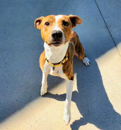 SPCAAlbrecht's tweet photo. Whiskey is a 1yr old mixed breed that adores children, other dogs, &amp; cats. He is full of energy &amp; loves to play with his pals. He enjoys long walks, so an active family will be best! He is available for adoption or foster; visit him today &amp; take him home! https://t.co/fKaki0kYsr