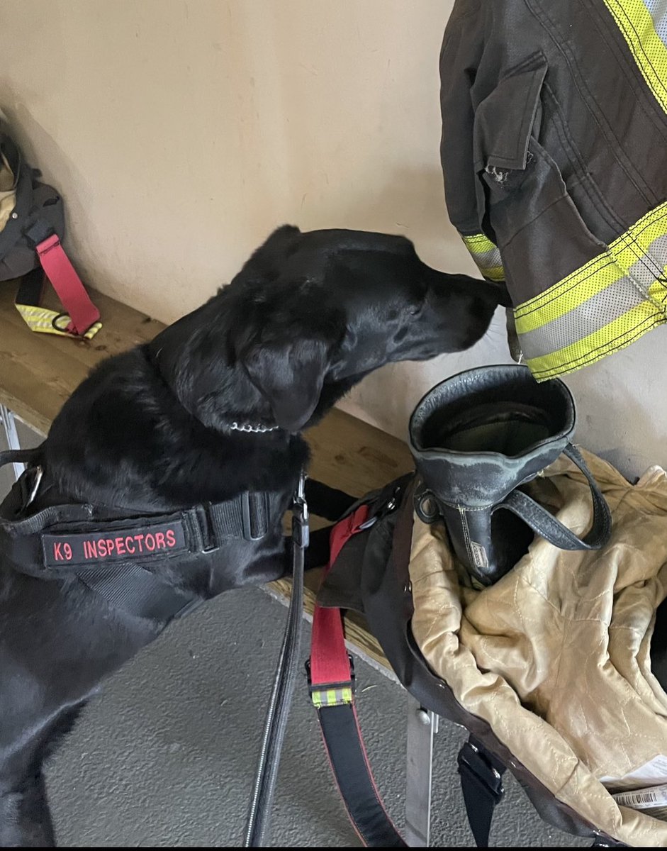 k9inspector's tweet photo. Another Successful Month!!!
K9 Velvet &amp; K9 Ocean Protecting our First Responders … @VanFireRescue @IAFF18 @VCHhealthcare @CityofVancouver 
…
#Vancouver #Bedbug #Bedbugdog #K9 #Workingdog #Cityofvancouver #Burnaby #k9inspection #Bedbugs #BedbugSafe https://t.co/3eJ2URiGZu