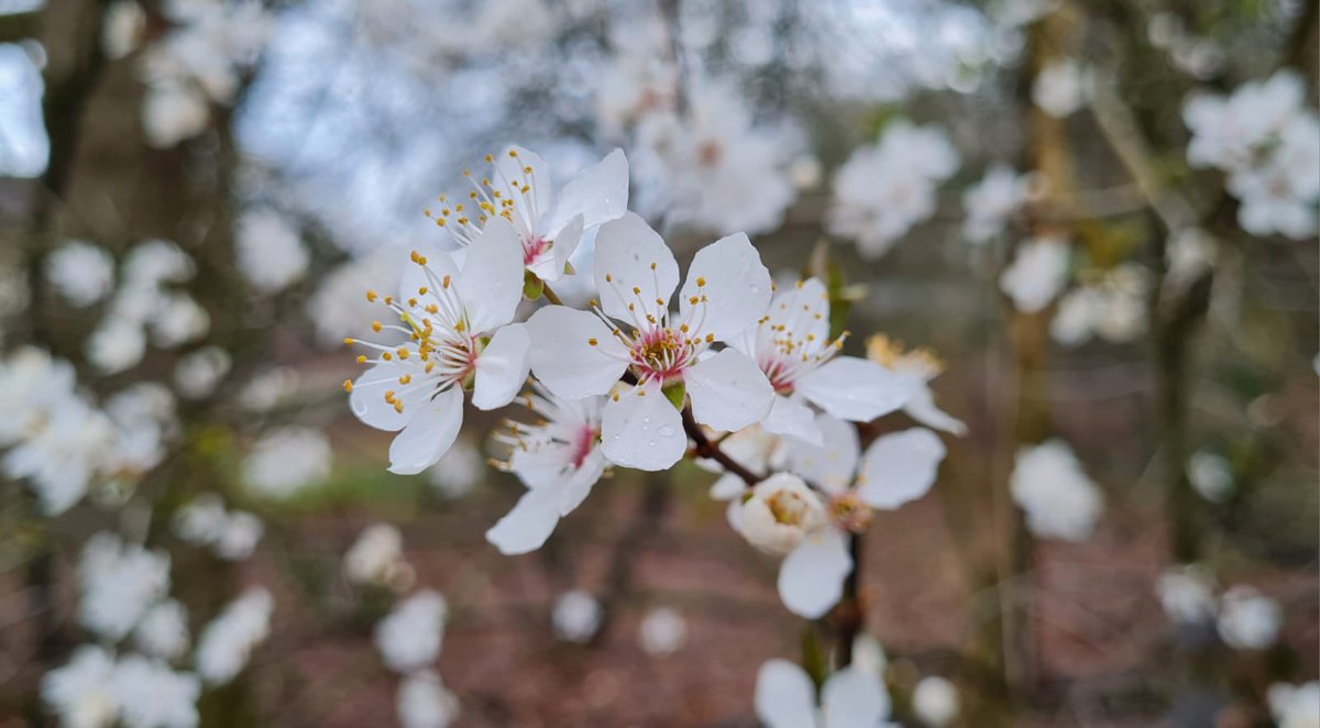 Een van de eerste opvallende bloeiers van het voorjaar is de kerspruim. In het najaar draagt deze struik vruchten in de vorm van kersen, echter is het geen kruising maar een volwaardige pruimsoort.