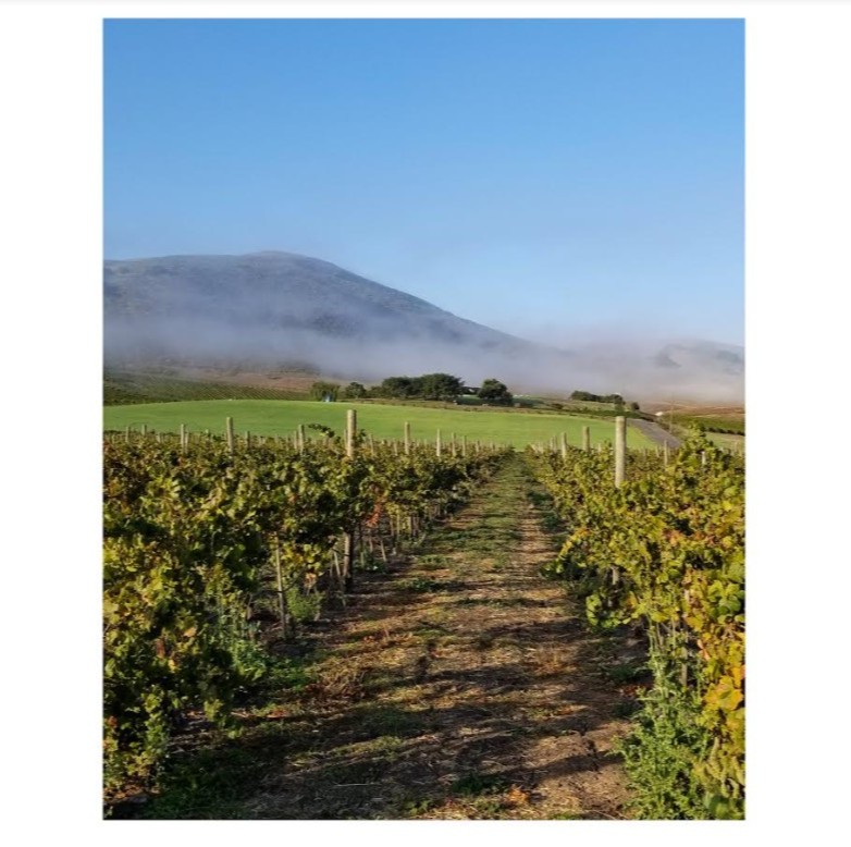 Schug Winery tweet media
