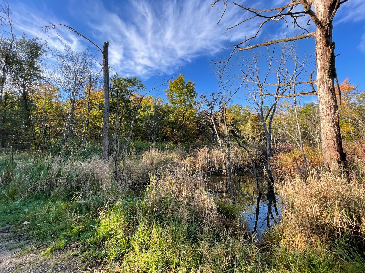 forestpreserves's tweet photo. Relax your mind and enjoy the fresh air with us at Deer Grove for an early spring hike on Thursday at 10am! ๐ ๐ฑ ๐ธ ๐ฅพ #hiking #spring #fotfp #fpdcc
Rvsp: https://t.co/7IgxGjZuo0 https://t.co/fFBP9FAVw0