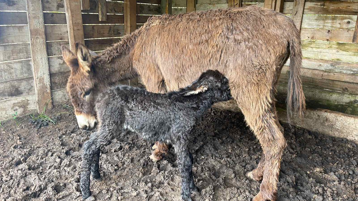 winery_Rakcevic's tweet photo. Danas smo bas srecni. Na nase imanje se rodilo malo magarence. Cekamo da joj Iskra nađene ime. Trudicemo se da uziva☺️❤️ https://t.co/OMbxZcUYZD