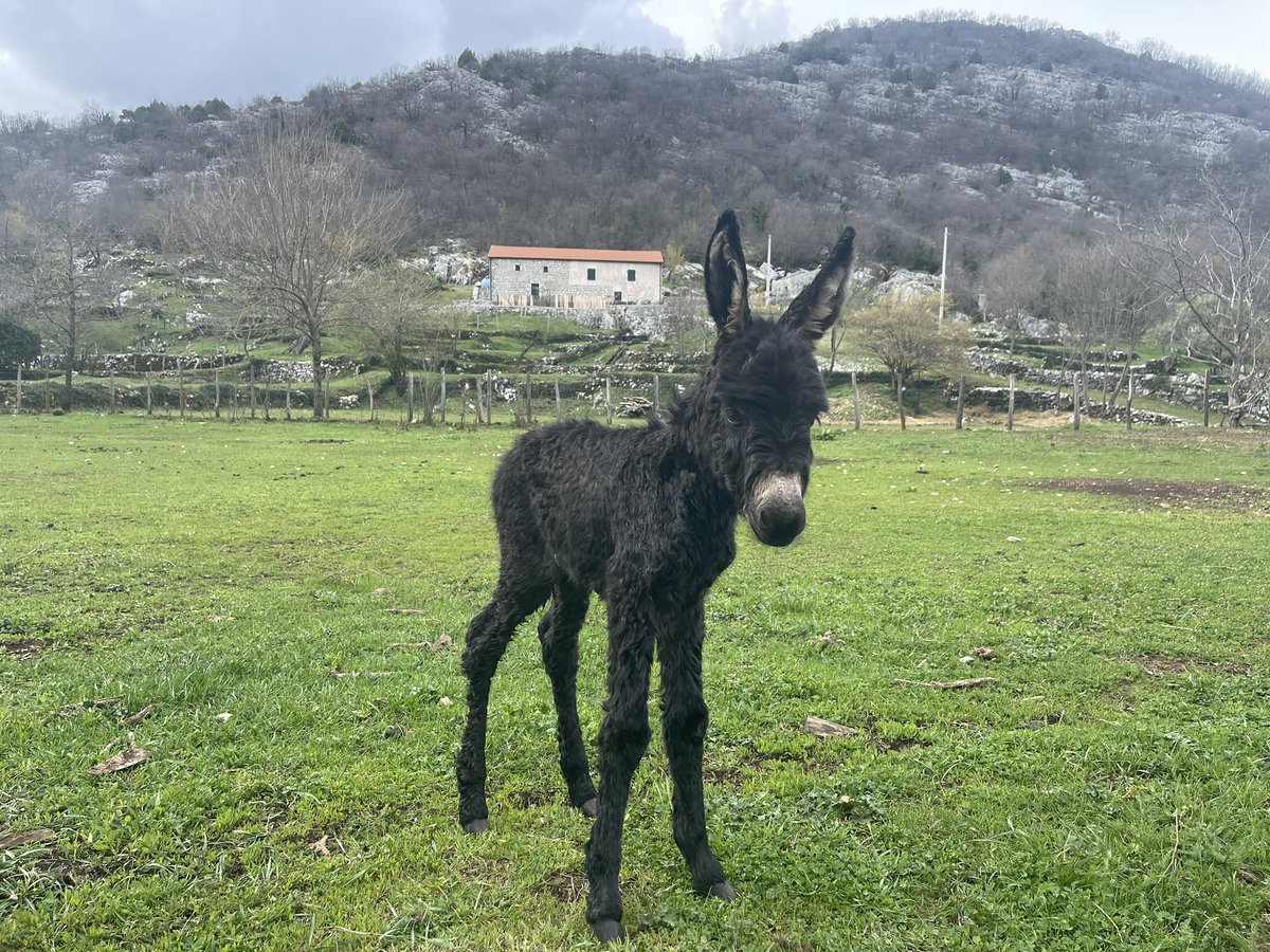winery_Rakcevic's tweet photo. Danas smo bas srecni. Na nase imanje se rodilo malo magarence. Cekamo da joj Iskra nađene ime. Trudicemo se da uziva☺️❤️ https://t.co/OMbxZcUYZD