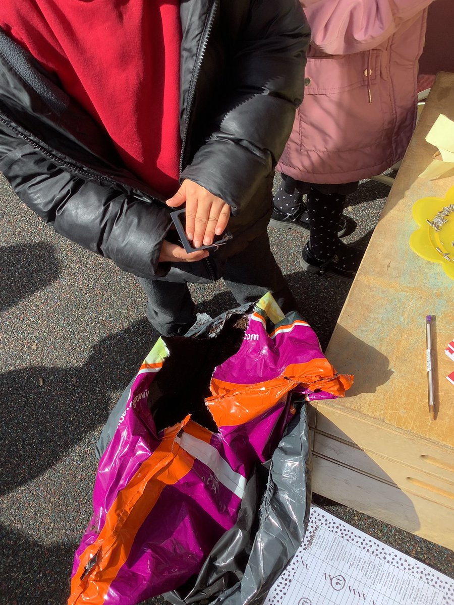 Miss_Whiting_'s tweet photo. We kicked off the #RHSBigSeedSow with a Sunflower Station today @RHSSchools @The_RHS @MarfleetPrimary https://t.co/rxETVZBhIs