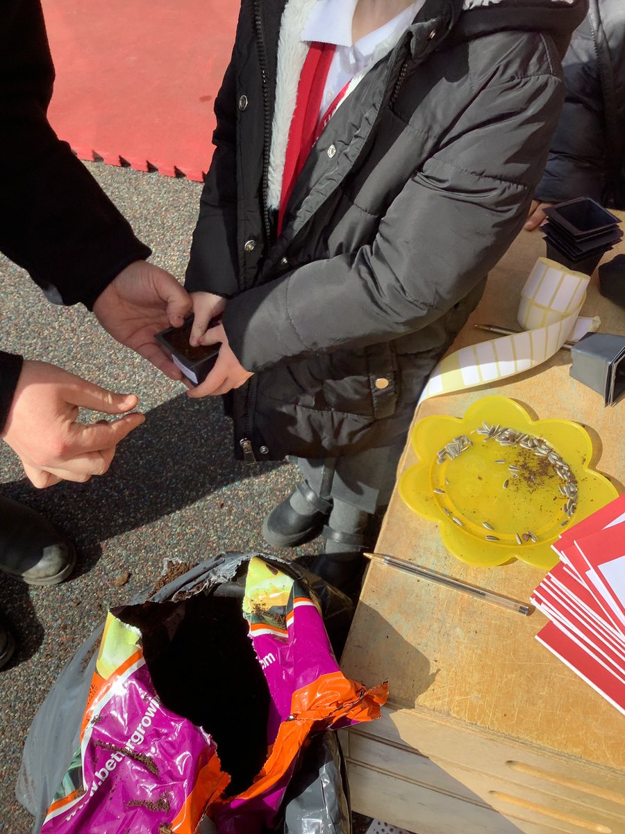 Miss_Whiting_'s tweet photo. We kicked off the #RHSBigSeedSow with a Sunflower Station today @RHSSchools @The_RHS @MarfleetPrimary https://t.co/rxETVZBhIs