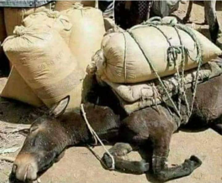 SemiraMuhammed9's tweet photo. የህዳር አህያ ጭነት ሲበዛበት ያአለ አቅሙ ጭነውበት መጨረሻ ላይ ሲደክም ሀሀሀሀ ሀሀሀሀ https://t.co/Eyib0emuMT