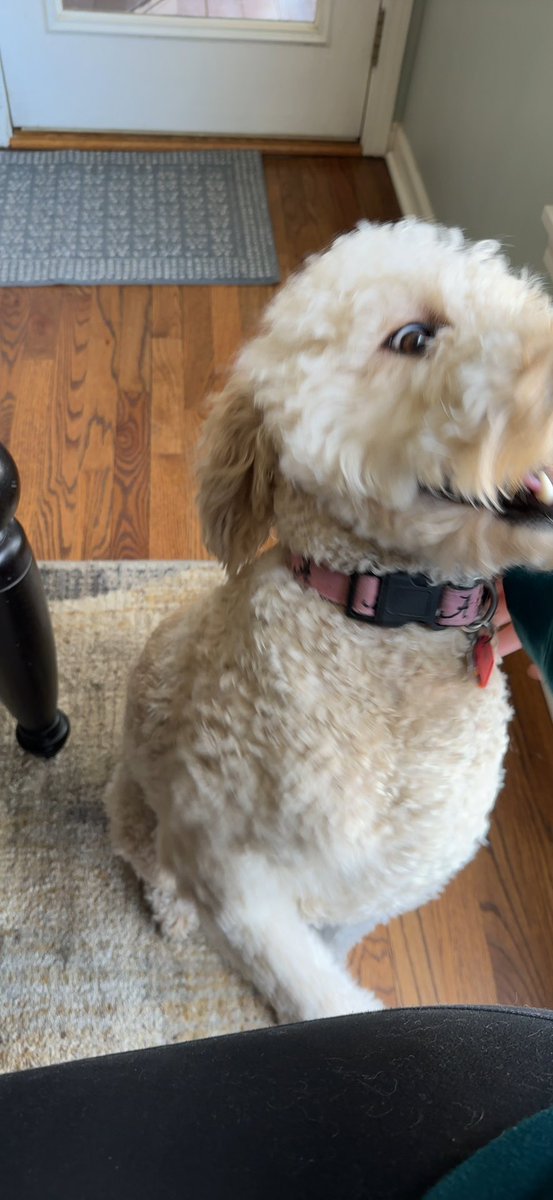 disneydogdaisy's tweet photo. bestie @anyastratynski7 is here, i’m a happy girl 🤩 https://t.co/4hOjpHytMS