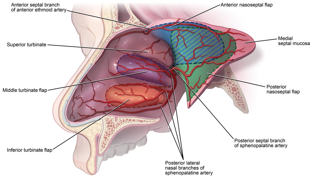 Medical illustration by Kristen Larson Keil