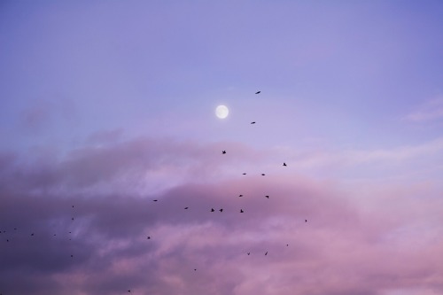 softdeIicacy's tweet photo. nature in purple. https://t.co/QYyTdrX4lj