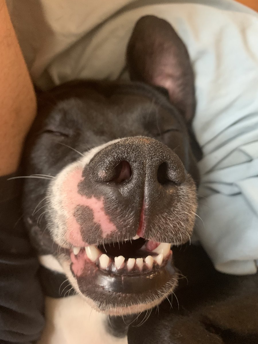 NickWisti's tweet photo. The most beautiful dog https://t.co/uOX0nQFQOw