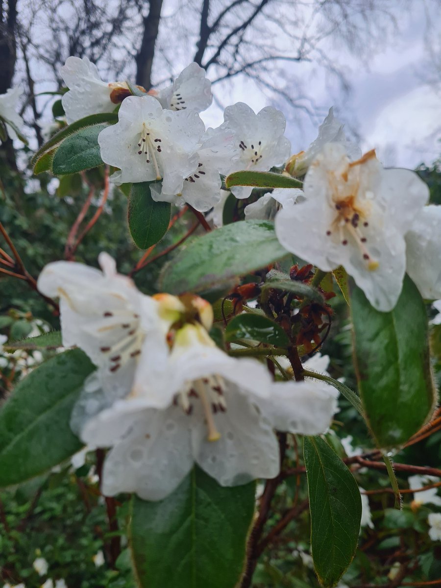 De bloemen van Rhododendron Snow Lady worden bijna doorschijnend als het regent.  En gelukkig regent het de laatste tijd vaak......