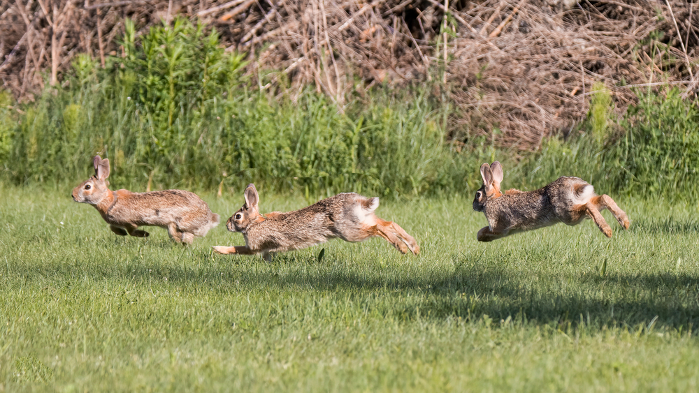 Jaime_la_Chasse's tweet photo. Le lapin de garenne, un gibier très prisé, est de plus en plus menacé en raison de la raréfaction de son habitat naturel et des maladies qui touchent ses populations.

https://t.co/M7PbPvE9Zq https://t.co/gUmYFFqg5Z