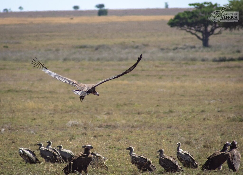 SOASafaris's tweet photo. #MondayBirdDay - The descent!! This vulture, descending into the wake (collective noun for vultures gathered on the ground at a carcass), shows the breadth of its massive wingspan! Serengeti National Park, Tanzania.
Pic by Toby Brown of Sights Of Africa
… https://t.co/GJ5G1zIHlz https://t.co/UgM94TPuRE