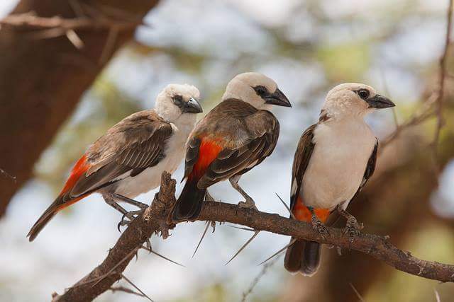 MstSafaris's tweet photo. https://t.co/FOk4FwfC1o