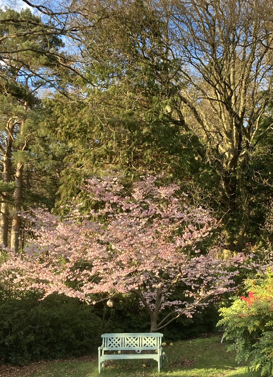 JimmyHillside's tweet photo. We planted this gorgeous #tree in the garden for my daughter some 20 years ago.#CherryBlossomPink https://t.co/I86pK56umz