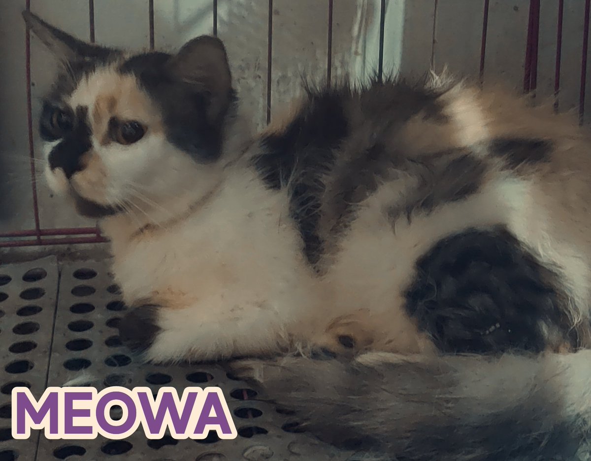 HangYayan's tweet photo. Cats choose us; we don’t own them https://t.co/1MD1T8TeWe