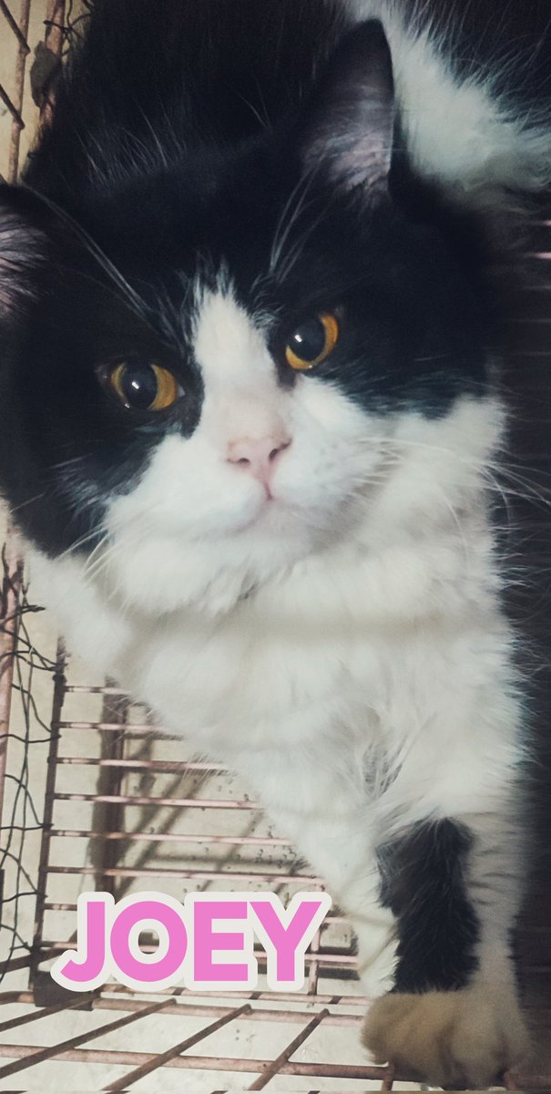 HangYayan's tweet photo. Cats choose us; we don’t own them https://t.co/1MD1T8TeWe