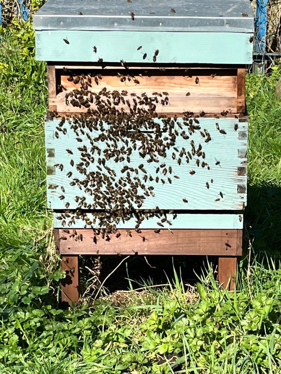 MonkseatonMid's tweet image. The final session for our 🐝 beekeeping team today. They’ve loved it! Thank you for having us #tocareandsucceed