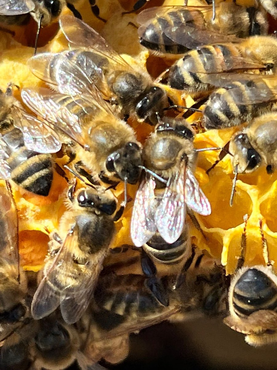 MonkseatonMid's tweet image. The final session for our 🐝 beekeeping team today. They’ve loved it! Thank you for having us #tocareandsucceed