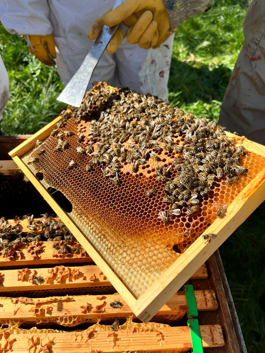 MonkseatonMid's tweet image. The final session for our 🐝 beekeeping team today. They’ve loved it! Thank you for having us #tocareandsucceed