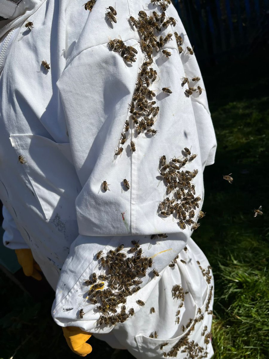 MonkseatonMid's tweet image. The final session for our 🐝 beekeeping team today. They’ve loved it! Thank you for having us #tocareandsucceed