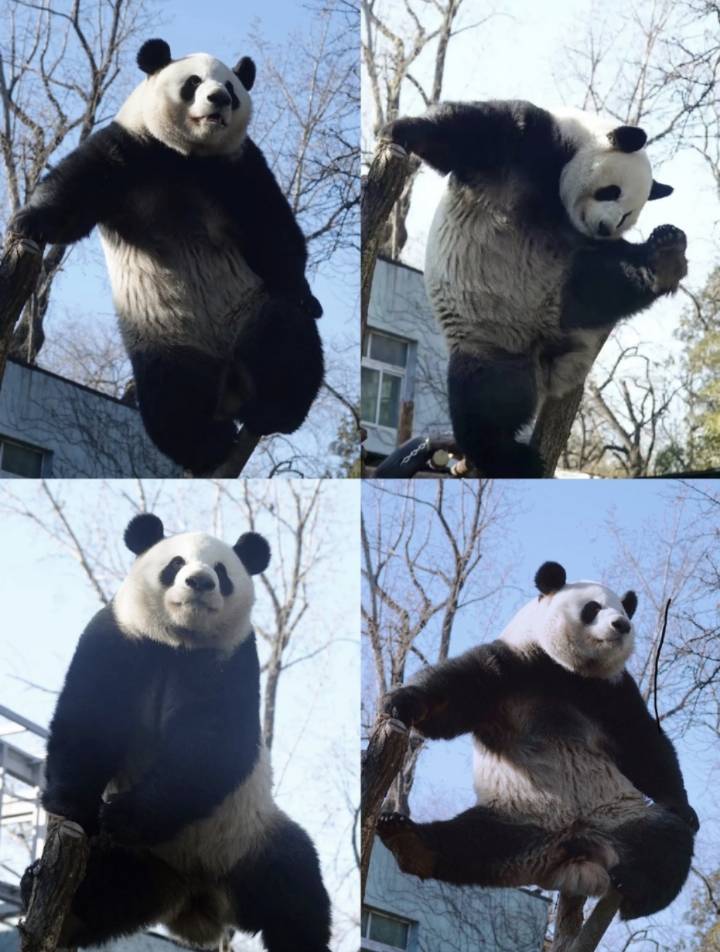 sie_chloe's tweet photo. @Vox_Akuma hahhhh milord, he is 萌兰Meng Lan in Beijing Zoo, he is so energetic and attempts to escape the zoo everyday🤣dose he look like the panda in the film？😆😆 https://t.co/1VRjWYNsxY