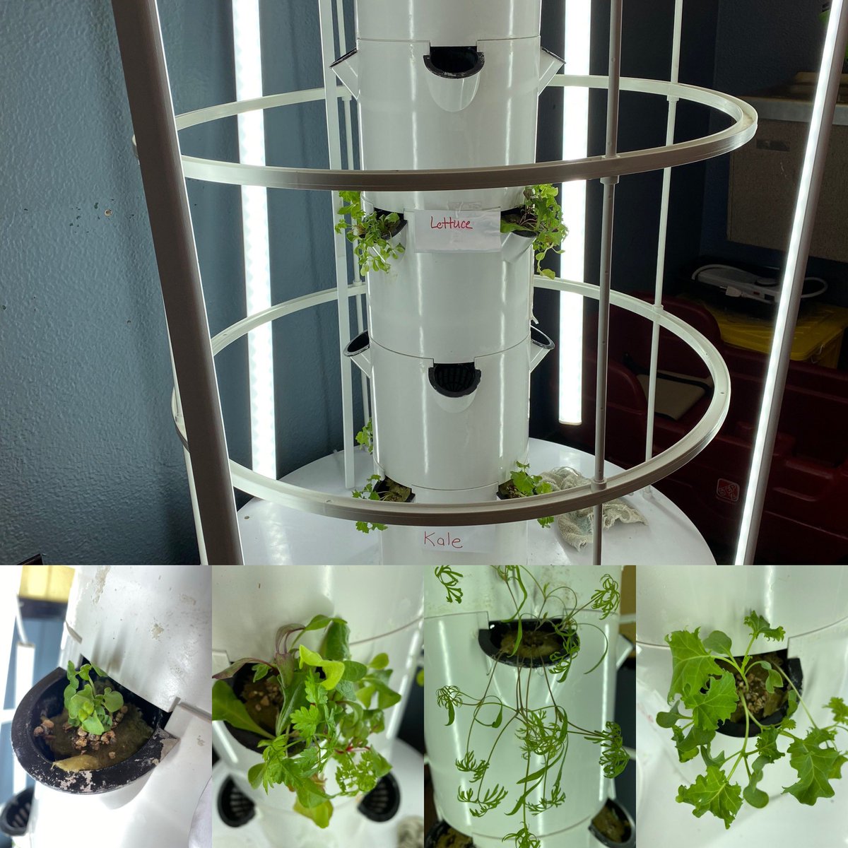 mca_paris03's tweet photo. Growing our plants with a little extra help indoors! @juiceplus #towergarden #hydroponic #veggies https://t.co/TT37HW0WlJ