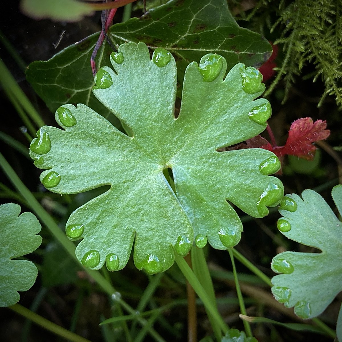 bernoid's tweet photo. Leaf relief #LeafRelief https://t.co/OTxVbPJya8