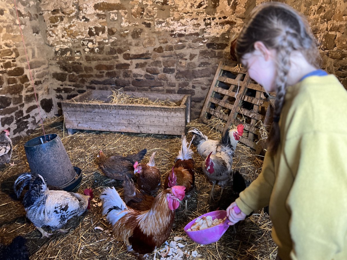 Crumbs !🍞 It is lovely that the clocks ⏰ have changed and now lighter later. ☀️ It’s great to be outside after school. #yorkshire #shepherdess #outside #chickens