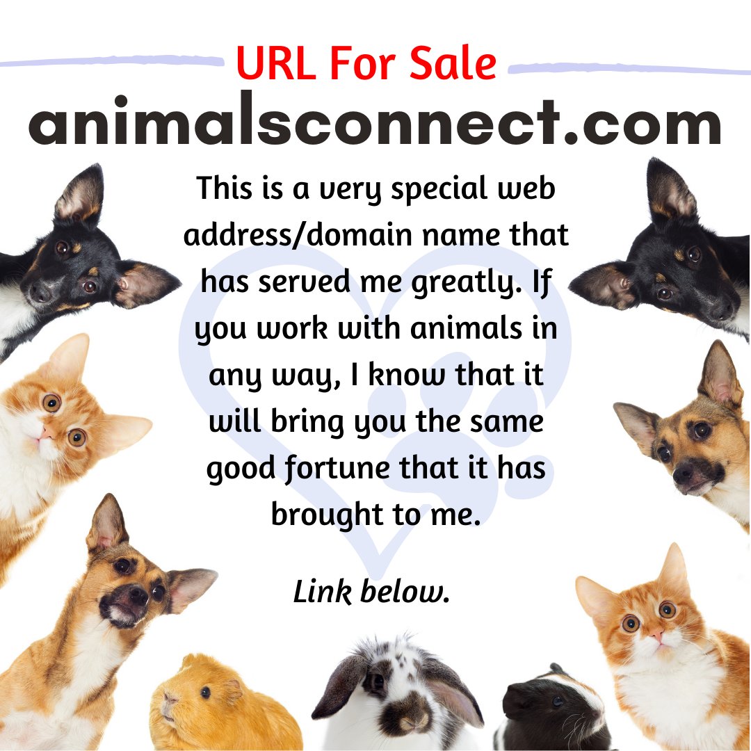 ColetteStClair's tweet photo. https://t.co/VSrjBc9IPe will establish a strong online presence in the animal lover community. This URL is easy to remember making it the perfect choice for your business venture.
#urlforsale #animallovers #animalbusiness #vet #url #animals #business #veterinarian #petstore https://t.co/s7LuqYBQQ7