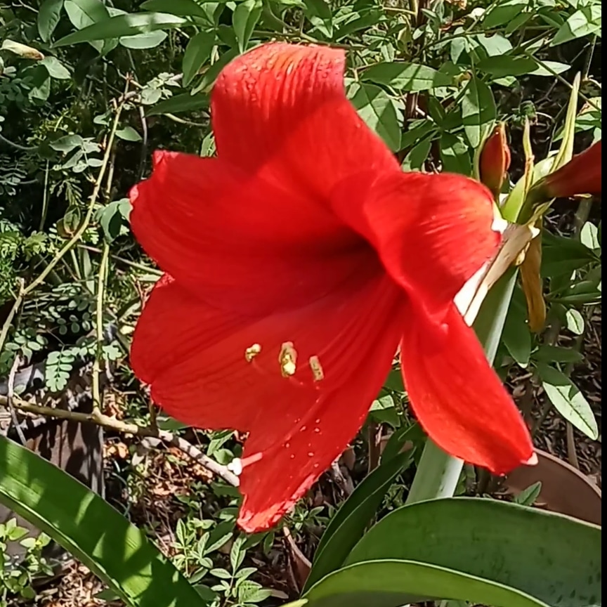 elkirbster's tweet photo. And it's open.
#Lirios #LirioCandelaria #LirioRojo #Lirio #Lily #RedLily
#EaglePass
#EaglePassGarden
#EaglePassGardening
#EaglePassTx
#EaglePassTexas
#VisitEaglePass
#Homegrown
#HomegrownEP
#HomegrownEaglePass
#HomegrownTX
#HomegrownTexas
#EPGarden
#EPGardeningj https://t.co/fMVwTFjNy8