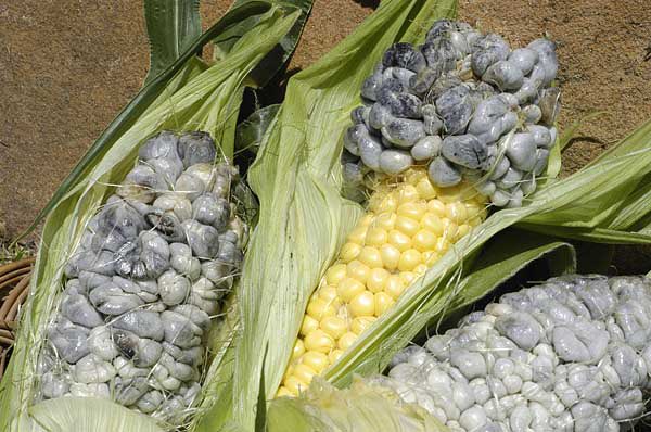 MycoMedix's tweet photo. The Huitlacoche #mushroom, also known as the corn smut fungus, is considered a delicacy in Mexican cuisine. It grows on ears of corn and can cause the kernels to become swollen and blackened, but is safe to eat and has a rich, earthy flavor. #fungus #Mexicancuisine #foodfacts https://t.co/HmIN6SwJF6