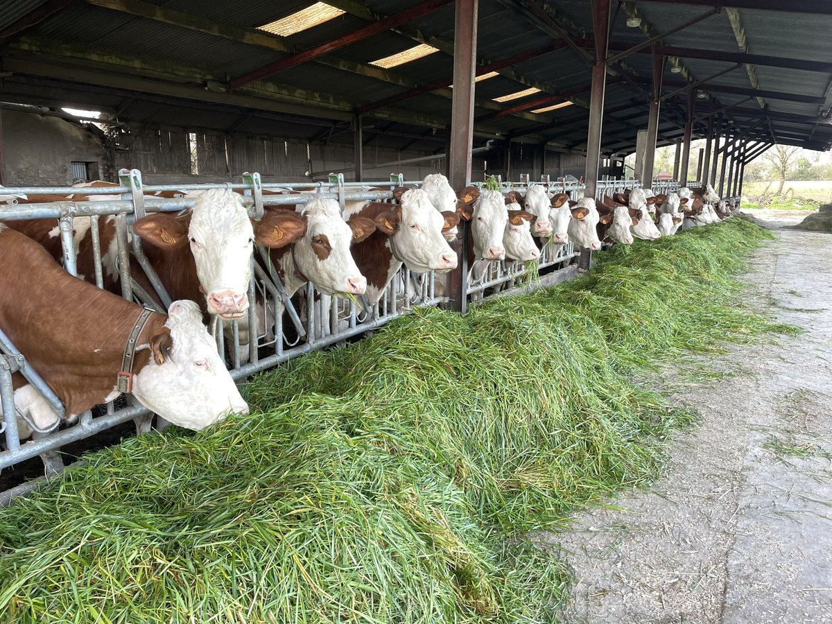 Première journée de l’année en ration tout herbe 🌿 
Pâturage la journée et herbe en affouragement en vert la nuit, pour leur plus grand plaisir 😋 
#FrAgTw