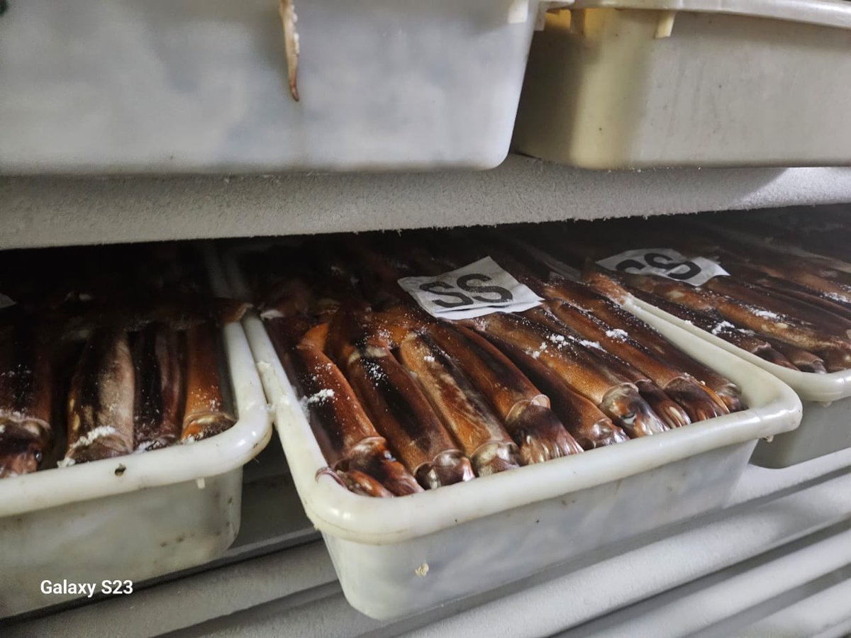 JGradmont's tweet photo. 🚢 Siempre hablo de lo importante que es mantener impecables los motores y sistemas de nuestros barcos. Ya que nos permiten ofrecer un producto 🦑 de muy buena calidad
✴️ Tips: El color chocolate del calamar te revela la frescura del mismo y el buen proceso de congelado
#fishing https://t.co/b5zLCIHoTx