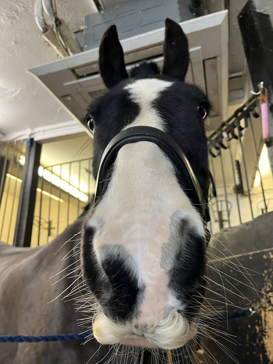 _Roro_117_'s tweet photo. I’m a horse girl now 🐴💁🏽‍♀️ https://t.co/FrR4N633B5