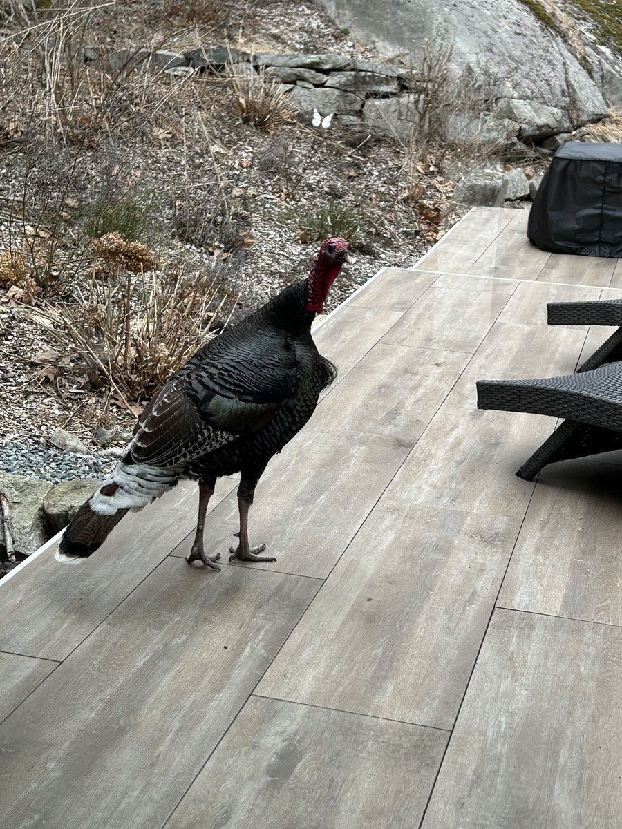 This fella was on our deck this morning. A good omen for the Hokies from up here in New Jersey. Win or lose this is an amazing season. But… Let’s get the win!!! GO HOKIES!! @HokiesWBB