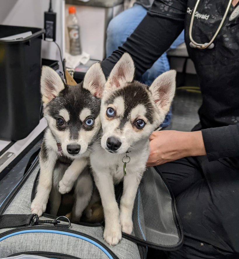 kyhumane's tweet photo. There are still open appointments for the CARE-a-van's visit to @MileWideBeer on April 4! We'll be onsite all day providing Pet Wellness services for cats AND dogs. Visit https://t.co/0g9CdWHGoh to learn more and schedule your appointment! https://t.co/xIRH7Se8Sg