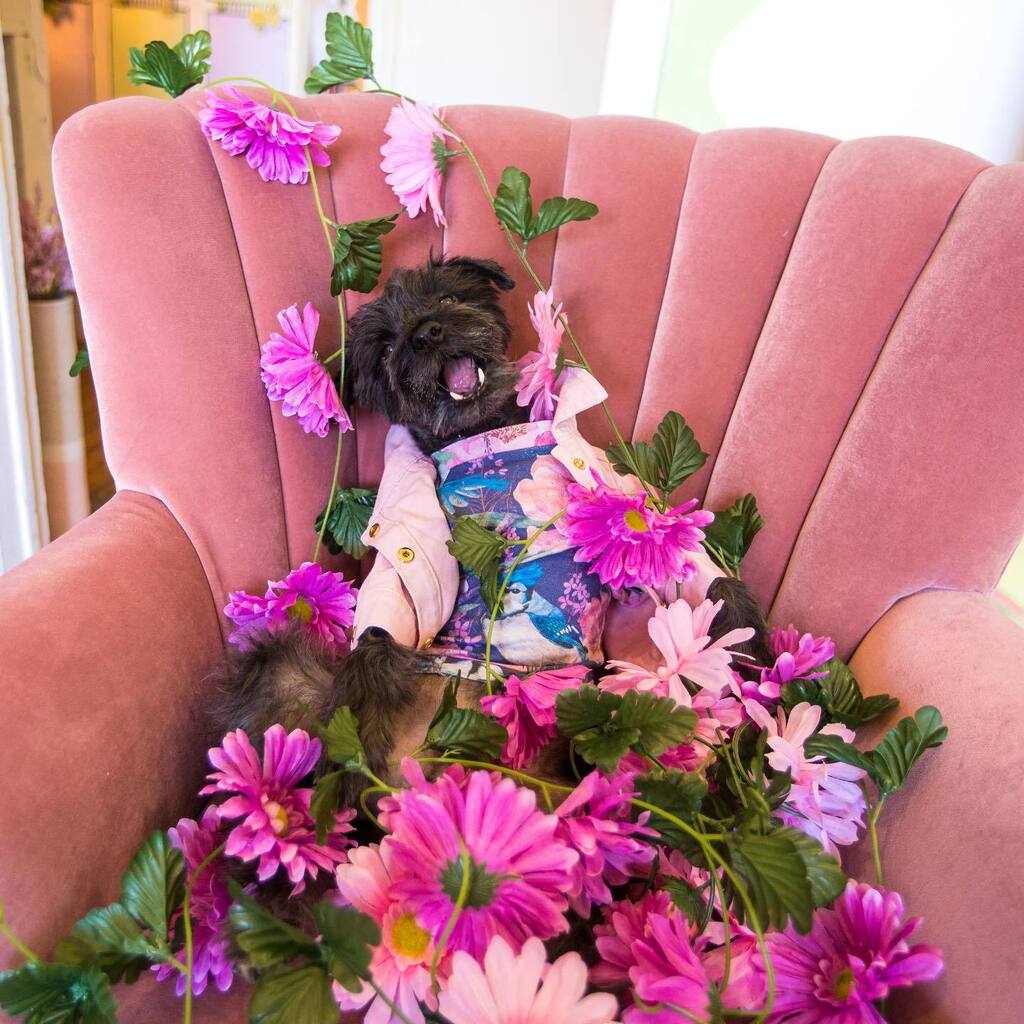 baconthedoggers's tweet photo. Manifesting more flowers 🌸 for spring time
-
🥼: @overglam
👚🐦: @thebaconcollection
-
#springphotoshoot #dogphotography #dogphotographer #dogphotographylife #schnauzer #minischnauzer #dogsoftoronto #dogsofcanada #weeklyfluff #dogfashion https://t.co/7bcZXJ1ZEM https://t.co/Fu7vhU8yyT