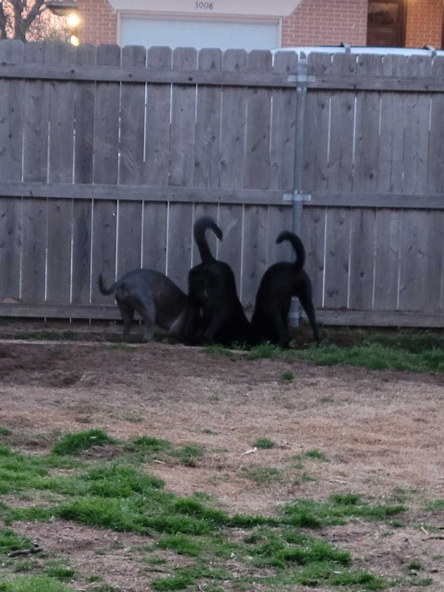Friends that dig together stay together. We're not sure why mom was upset. We were just bonding. 😁🐾❤️🐶 #dogsoftwitter
