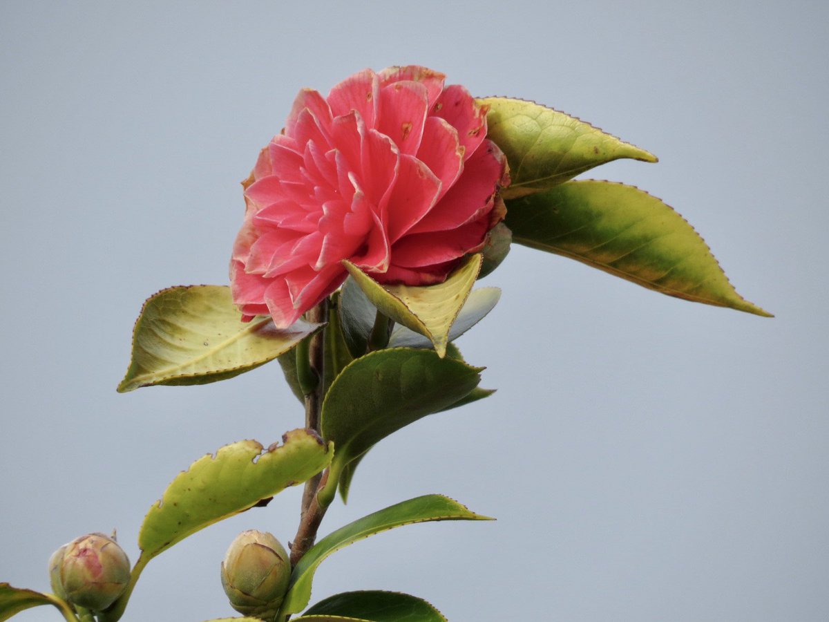 JeremyBlogs's tweet image. Finally dropped a new blog post and some photos! Feel free to check it out. jeremyblogs.com/morning-reflec…