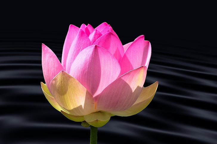FourthWayTweets's tweet photo. Knowledge is learning something every day. Wisdom is letting go of something every day. – Zen Proverb https://t.co/LeJyoBYn2Q