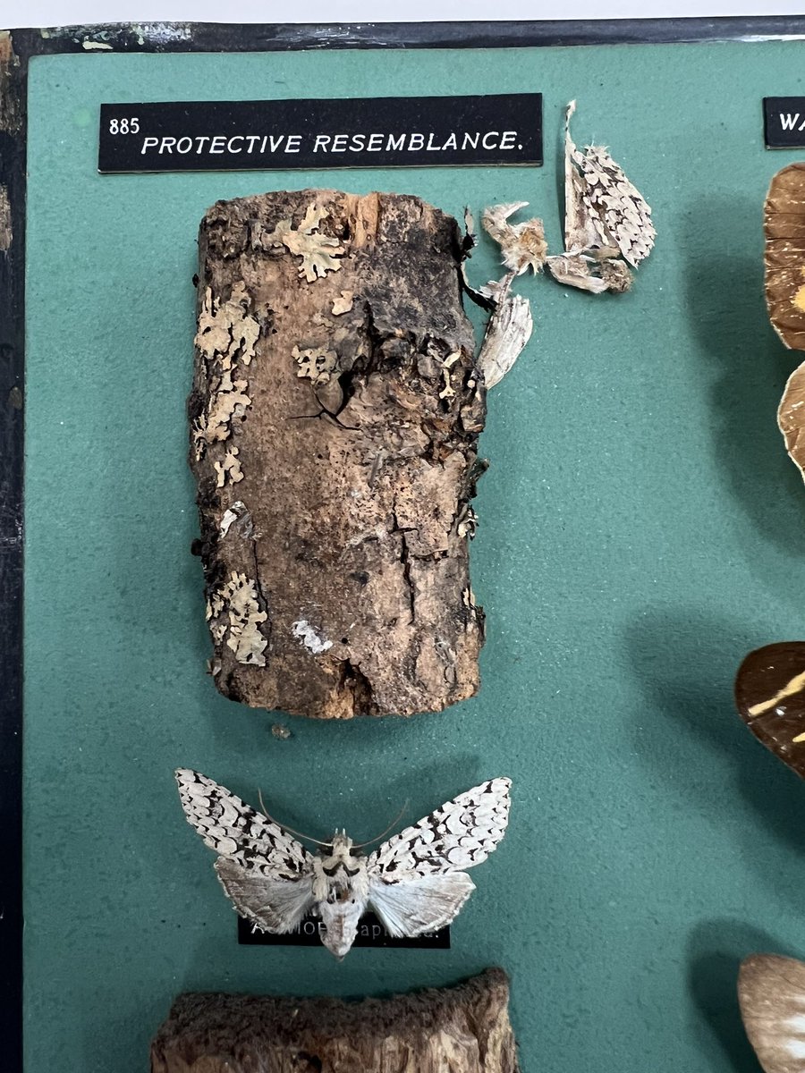 ColeZoology photo