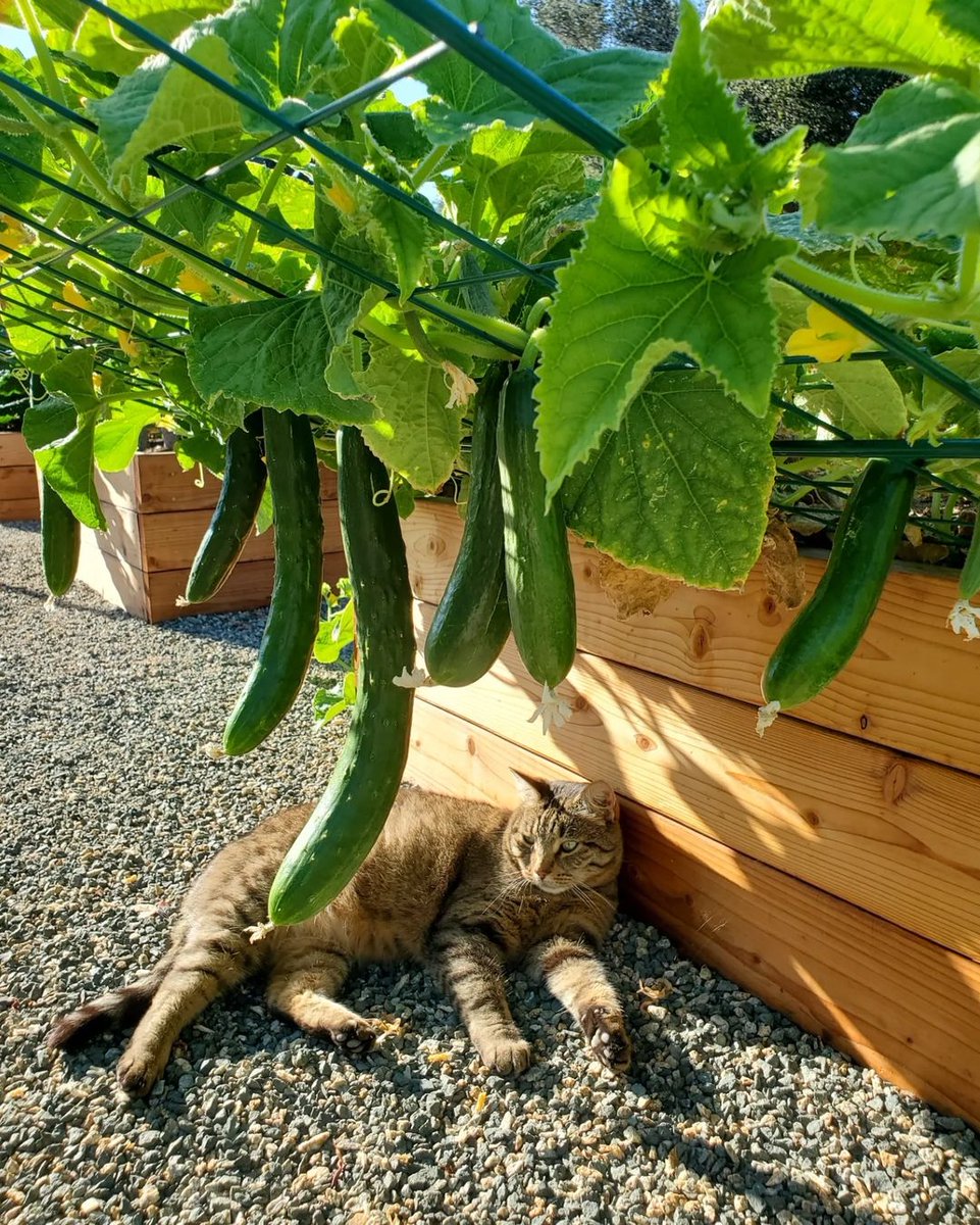 Have you started planning your 2023 garden yet? One veggie that always makes our list is  🥒!

When growing cucumbers it’s important to get them up off the ground to minimize fungal problems that occur during wet summers.

🥒 Trellis: bit.ly/3QEvGdh

📷 : @deannacat3