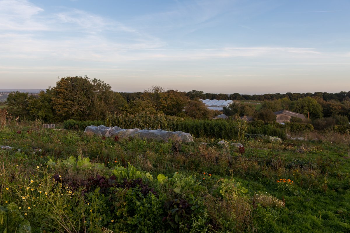 The MICHELIN Guide tweet media