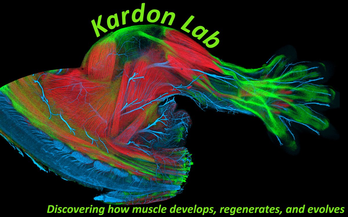 Gabrielle Kardon (@gabkardon) on Twitter photo Interested in stem cells, development, regeneration, evolution, or effects of viral infection on muscle? Join the Kardon lab at U Utah! We are looking for an experienced Staff Scientist/Lab Manager. Details at kardonlab.org/news. Please retweet! #myotwitter <a href="/SocDevBio/">Society for Developmental Biology</a> Interested in stem cells, development, regeneration, evolution, or effects of viral infection on muscle? Join the Kardon lab at U Utah! We are looking for an experienced Staff Scientist/Lab Manager. Details at kardonlab.org/news. Please retweet! #myotwitter <a href="/SocDevBio/">Society for Developmental Biology</a>